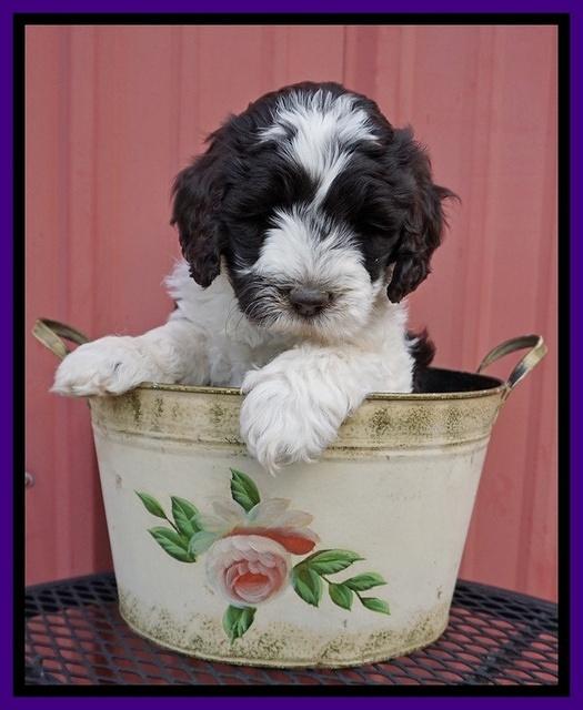 Paris Bronson pups 6 wks old 81