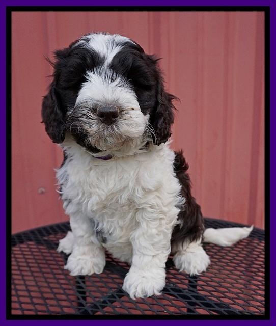 Paris Bronson pups 6 wks old 91