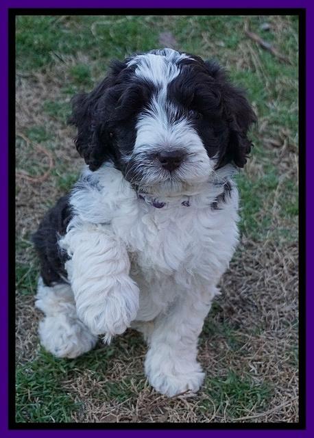 Paris Bronson pups 7 wks old 171