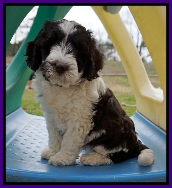 Paris Bronson pups 7 wks old 181