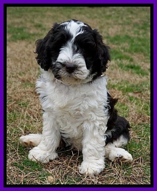 Paris Bronson pups 7 wks old 191