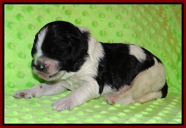 Paris Bronson pups 1 wk old 71