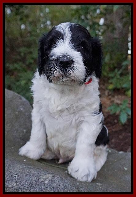 Paris Bronson pups 4 wks old111