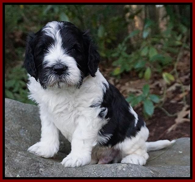 Paris Bronson pups 4 wks old121