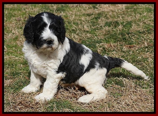 Paris Bronson pups 5 wks old 231