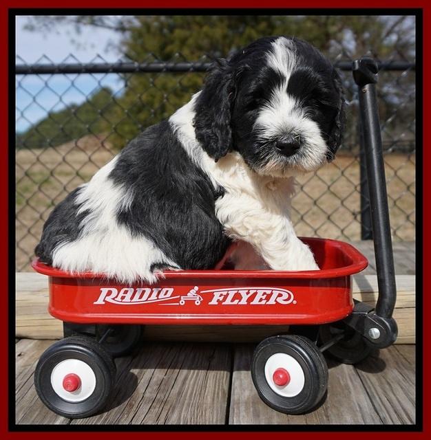 Paris Bronson pups 5 wks old 241