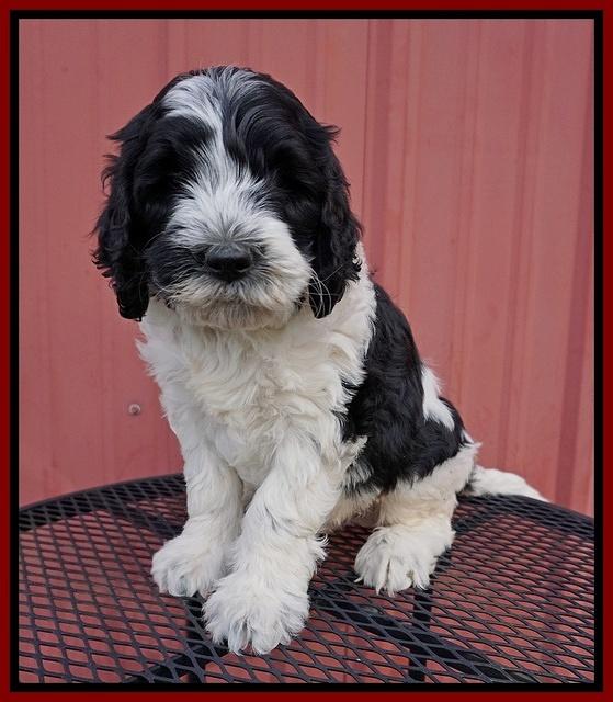 Paris Bronson pups 6 wks old 111