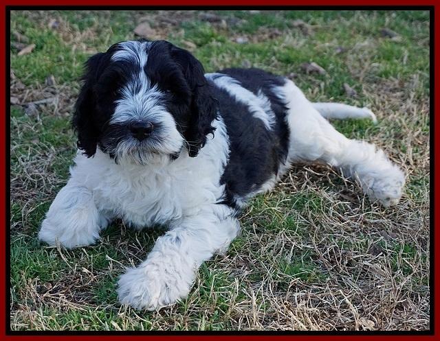 Paris Bronson pups 7 wks old 311