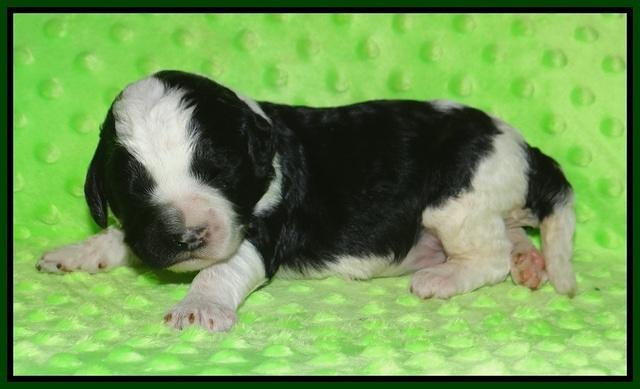 Paris Bronson pups 1 wk old 101