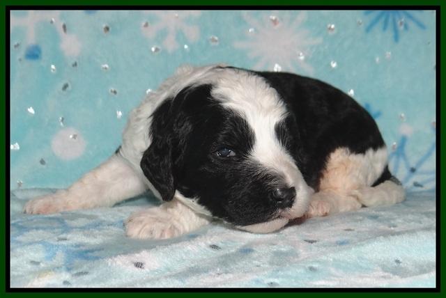 Paris Bronson pups 2 wks old 101