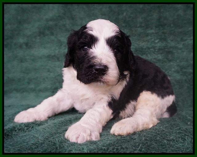 Paris Bronson pups 3 weeks old 101