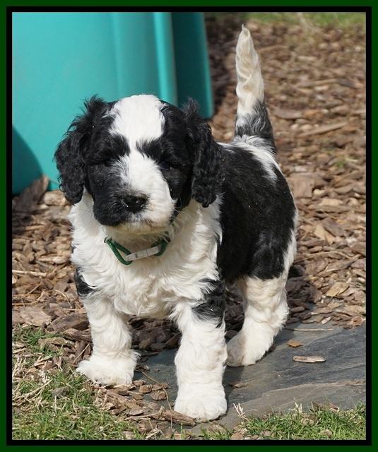 Paris Bronson pups 5 wks old 301