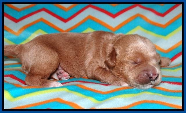Millie Blaze pups 1 wk old 2120