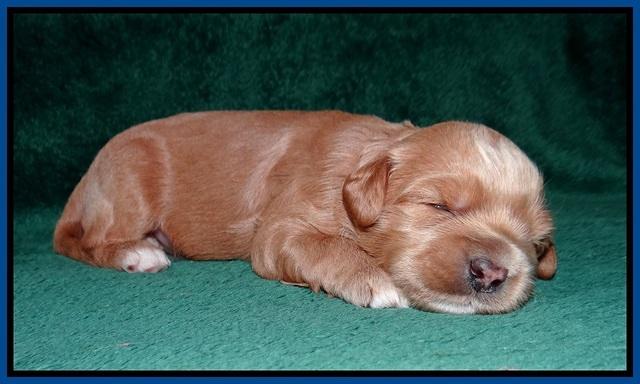 Millie Blaze pups 2 wks old 11