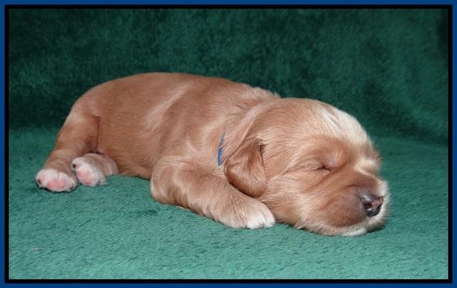 Millie Blaze pups 2 wks old 21