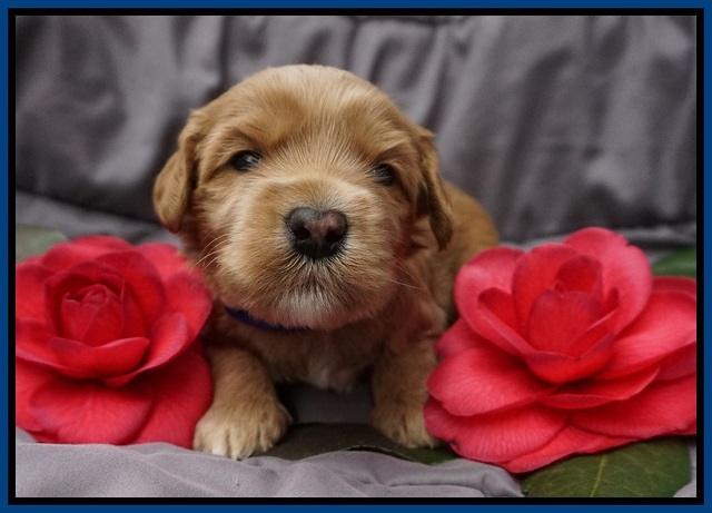 Millie Blaze pups 3 wks old 11
