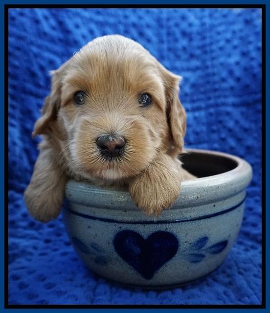 Millie Blaze pups 4 wks old11