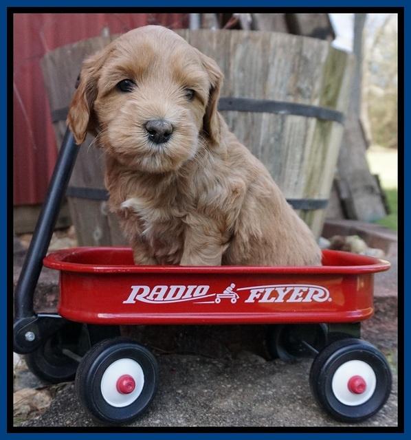 Millie Blaze pups 5 wks old 11