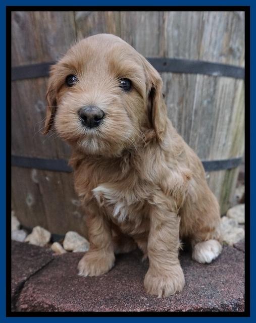 Millie Blaze pups 5 wks old 21