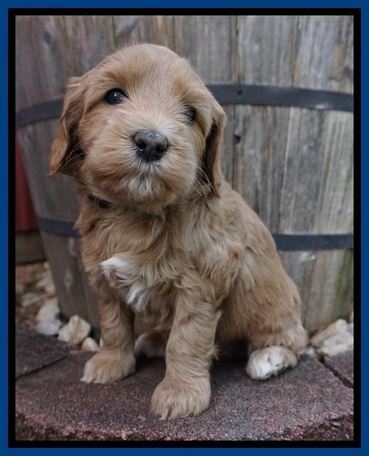 Millie Blaze pups 5 wks old 31