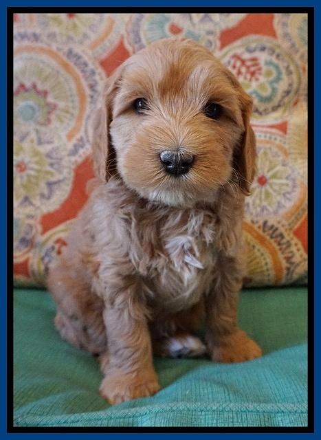 Millie Blaze pups 6 wks old51