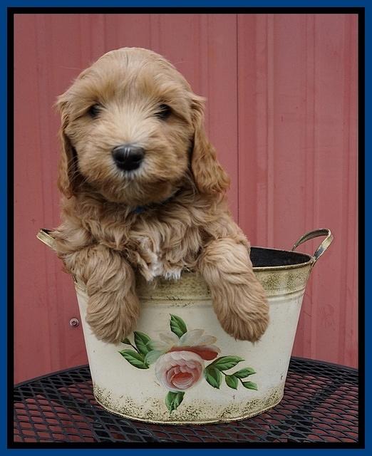 Millie Blaze pups 7 wks old 11