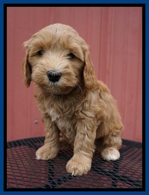 Millie Blaze pups 7 wks old 31