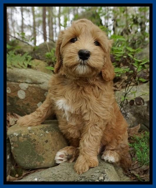 Millie Blaze pups 8 wks old 31