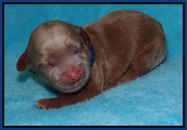 Millie Blaze pups newborn 51