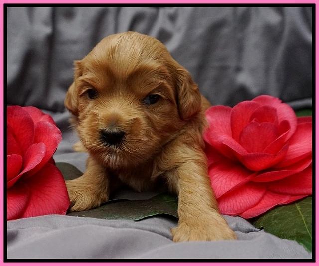 Millie Blaze pups 3 wks old 61