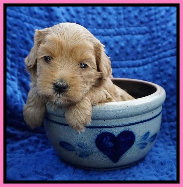 Millie Blaze pups 4 wks old81