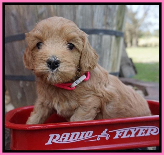 Millie Blaze pups 5 wks old 71