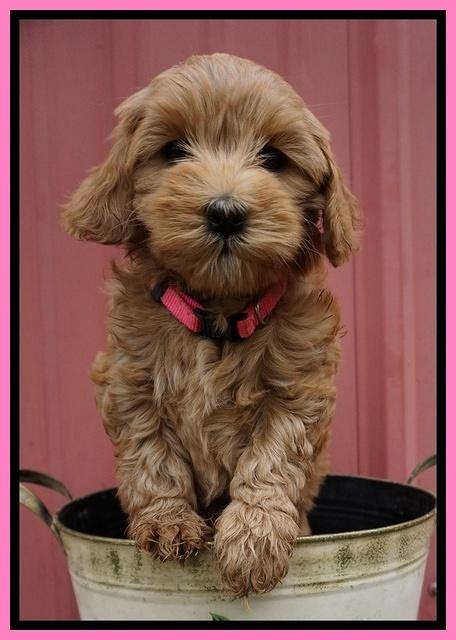Millie Blaze pups 7 wks old 51