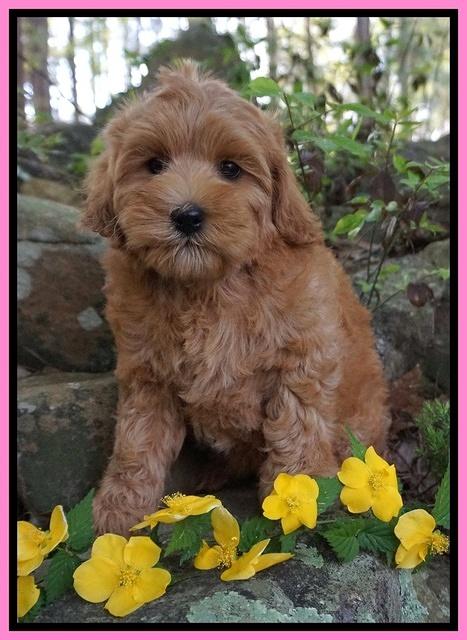 Millie Blaze pups 8 wks old 1212
