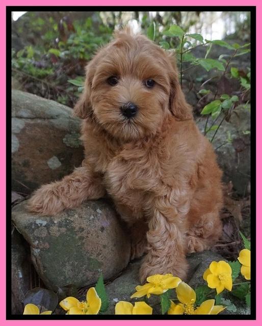 Millie Blaze pups 8 wks old 2212