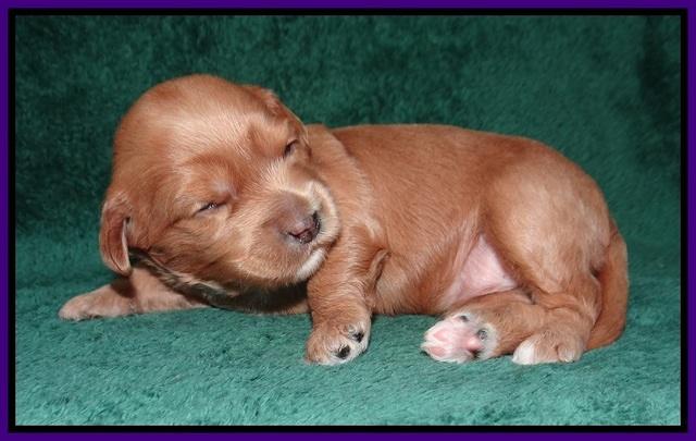 Millie Blaze pups 2 wks old 71