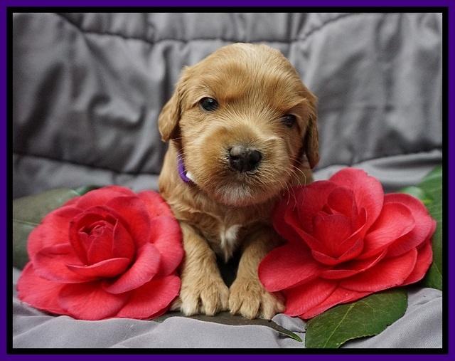 Millie Blaze pups 3 wks old 81