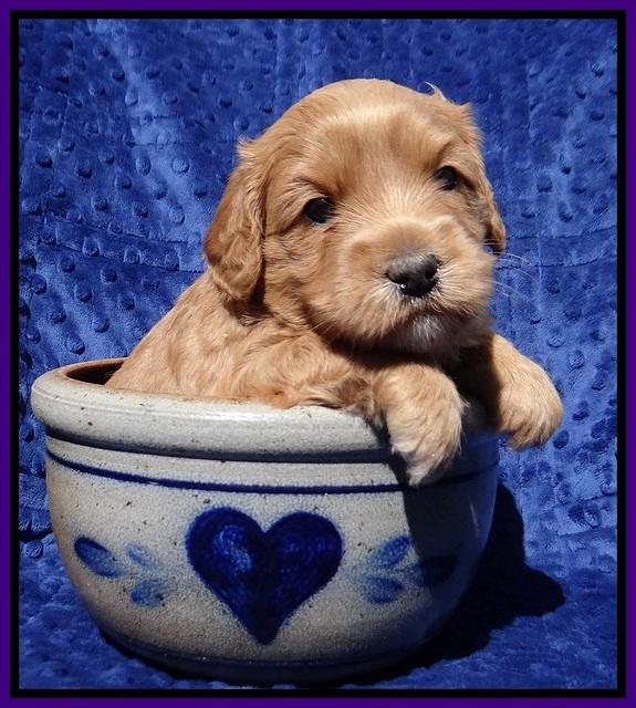 Millie Blaze pups 4 wks old91