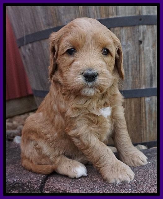 Millie Blaze pups 5 wks old 91