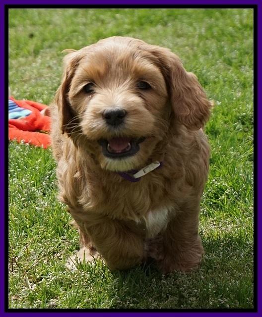Millie Blaze pups 6 wks old101