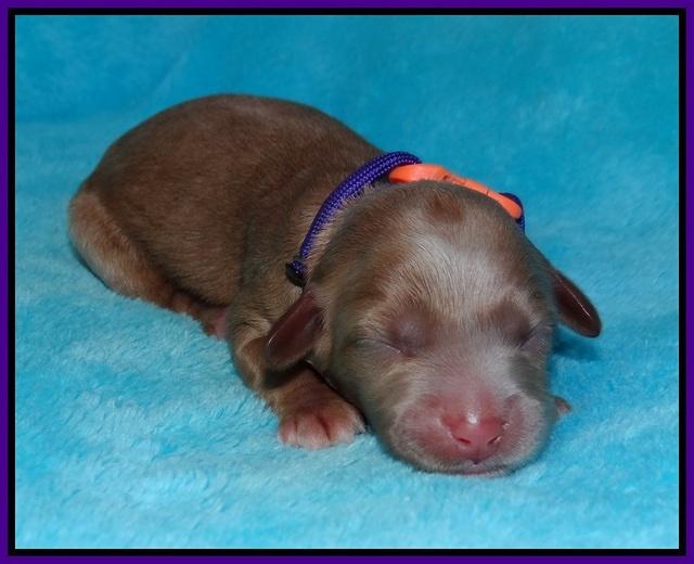 Millie Blaze pups newborn 71