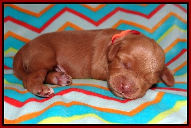 Millie Blaze pups 1 wk old 4120