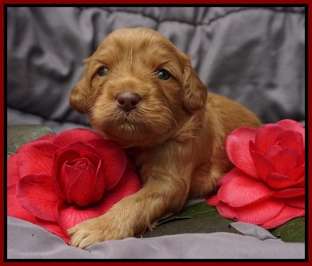 Millie Blaze pups 3 wks old 121