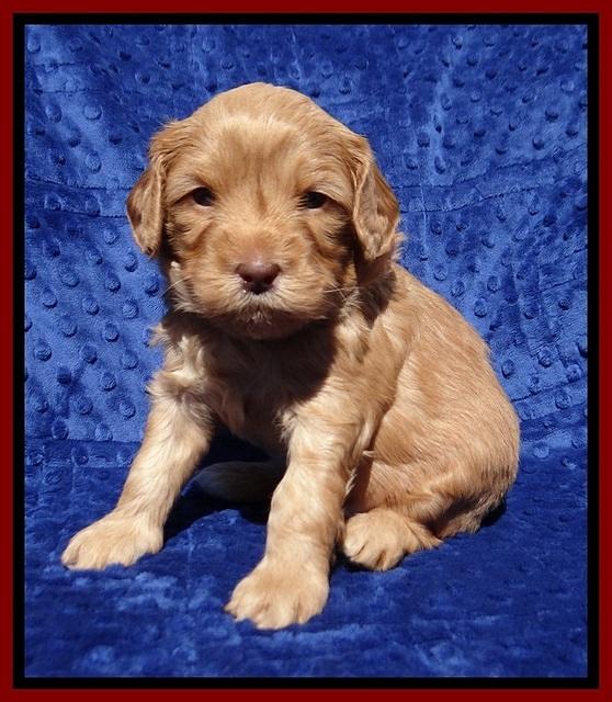 Millie Blaze pups 4 wks old141