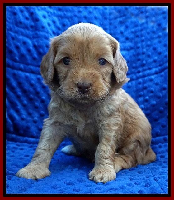 Millie Blaze pups 4 wks old151