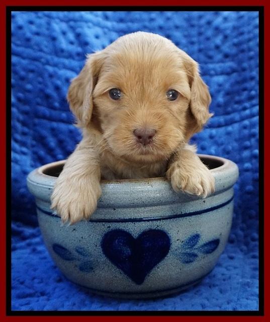 Millie Blaze pups 4 wks old161
