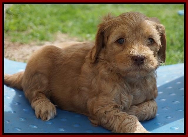 Millie Blaze pups 6 wks old141