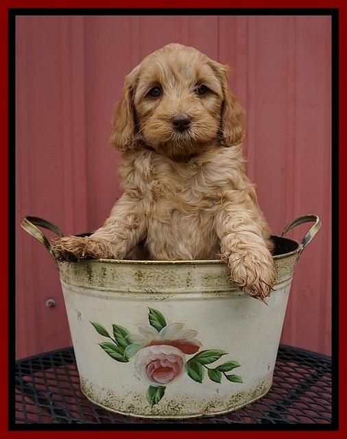Millie Blaze pups 7 wks old 131
