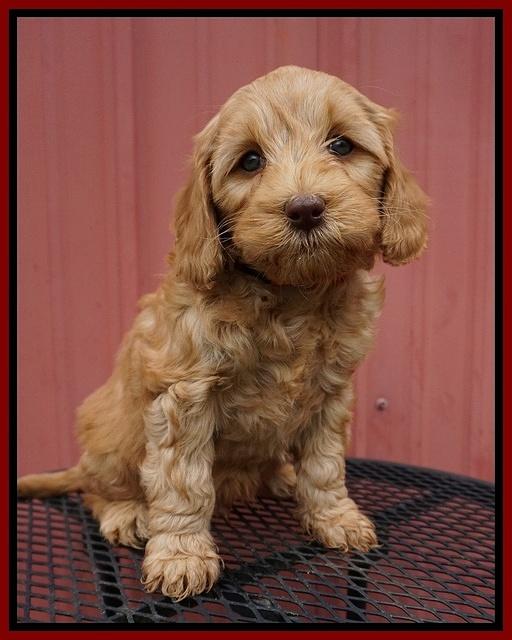 Millie Blaze pups 7 wks old 161