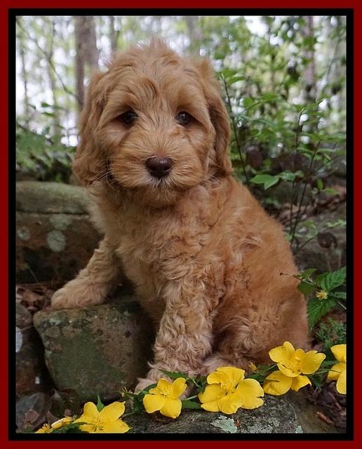 Millie Blaze pups 8 wks old 11000